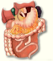 Dividing the Intestine