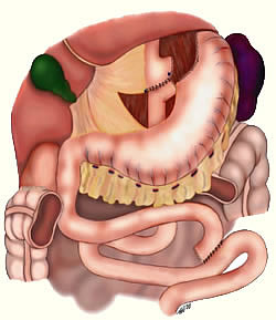 The Small Intestine